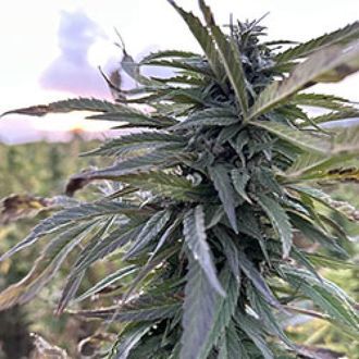 Helmand (Afghan Seed Connection) Regul&aelig;r