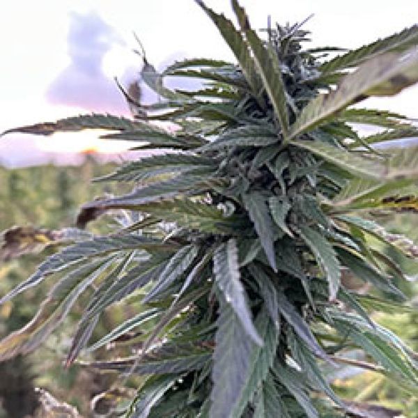 Helmand (Afghan Seed Connection) Regulær