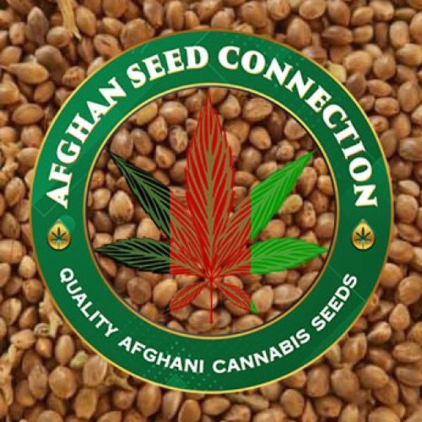 Helmand (Afghan Seed Connection) Regulær