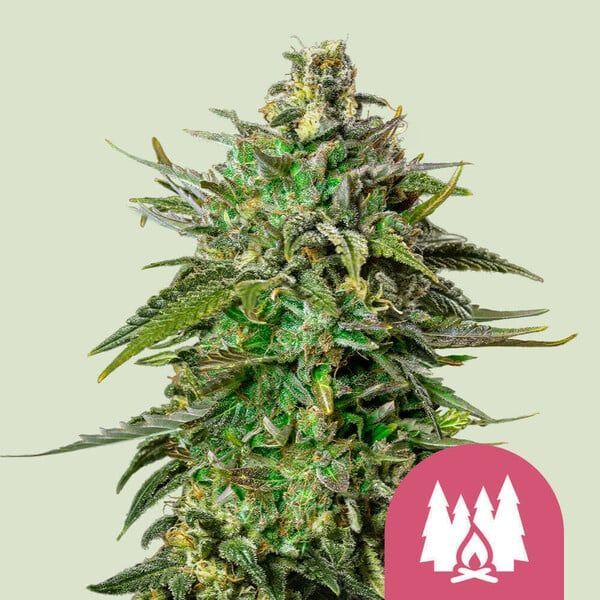 Larry OG (Royal Queen Seeds) Feminiserede