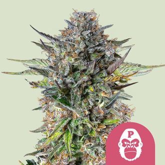 Pink Gorilla (Royal Queen Seeds) Feminiserede