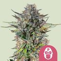 Pink Gorilla (Royal Queen Seeds) Feminiserede