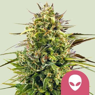 Alien OG (Royal Queen Seeds) feminiserede
