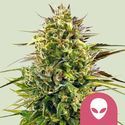 Alien OG (Royal Queen Seeds) Feminiserede