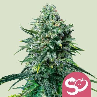 Forbidden Fruit (Royal Queen Seeds) feminiserede