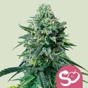 Forbidden Fruit (Royal Queen Seeds) Feminiserede