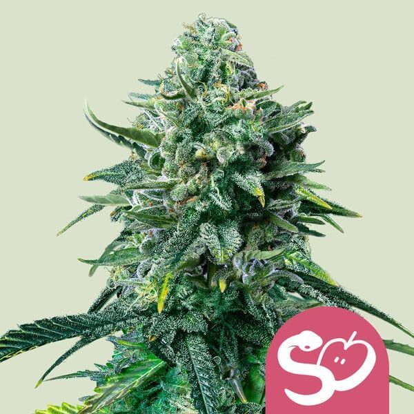 Forbidden Fruit (Royal Queen Seeds) Feminiserede