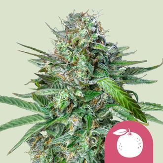 Tangie (Royal Queen Seeds) Feminiserede