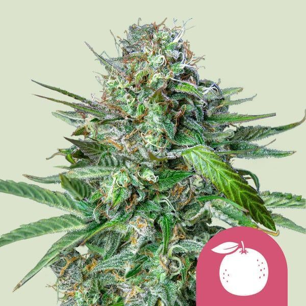 Tangie (Royal Queen Seeds) Feminiserede