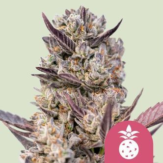 Tropicana Cookies Purple (Royal Queen Seeds) feminiserede cannabisfr&oslash;