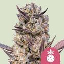 Tropicana Cookies Purple (Royal Queen Seeds) Feminiserede