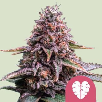 Pink Mist (Royal Queen Seeds) Feminiserede