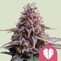 Pink Mist (Royal Queen Seeds) Feminiserede