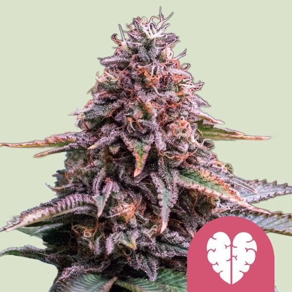 Pink Mist (Royal Queen Seeds) Feminiserede