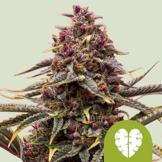 Pink Mist Autoflower (Royal Queen Seeds) Feminiserede