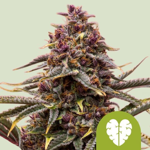 Pink Mist Autoflower (Royal Queen Seeds) Feminiserede