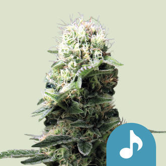 Dance World (Royal Queen Seeds) Feminiserede