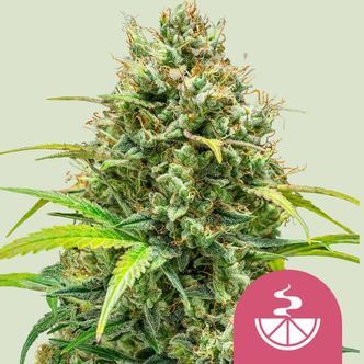 Lemon Skunk (Royal Queen Seeds) feminiserede cannabisfr&oslash;