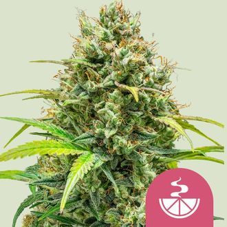 Lemon Skunk (Royal Queen Seeds) Feminiserede
