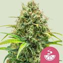 Lemon Skunk (Royal Queen Seeds) Feminiserede