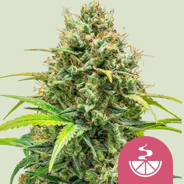 Lemon Skunk (Royal Queen Seeds) Feminiserede