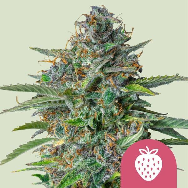 Strawberry Cough (Royal Queen Seeds) Feminiserede