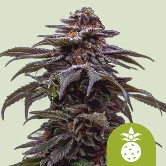Tropicana Cookies Purple Autoflower (Royal Queen Seeds) Feminiserede