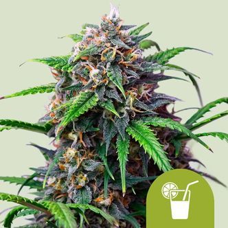 Purple Lemonade Auto (Royal Queen Seeds) feminiserede
