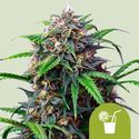 Purple Lemonade Auto (Royal Queen Seeds) Feminiserede