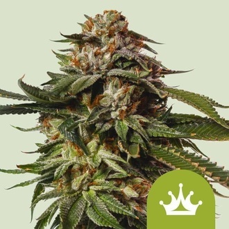 Special Queen 1 Autoflower (Royal Queen Seeds) Feminiserede
