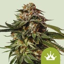 Special Queen 1 Autoflower (Royal Queen Seeds) Feminiserede