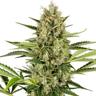 Jack Herer Automatic (Sensi Seeds) feminiserede