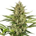 Jack Herer Autoflower (Sensi Seeds) Feminiserede
