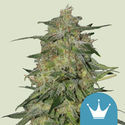 Royal Highness (Royal Queen Seeds) Feminiserede