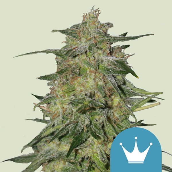 Royal Highness (Royal Queen Seeds) Feminiserede