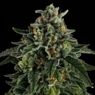 Jet Puft (Compound Genetics) Feminiserede
