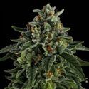 Jet Puft (Compound Genetics) Feminiserede