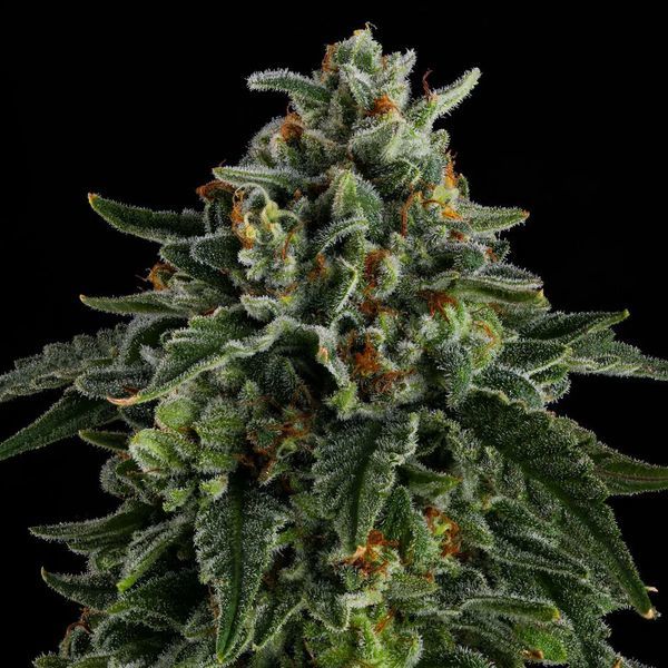 Jet Puft (Compound Genetics) Feminiserede