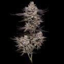 Animorph Mints (Compound Genetics) Feminiserede