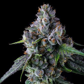 Permafunk (Compound Genetics) feminiserede cannabisfr&oslash;