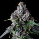 Permafunk (Compound Genetics) Feminiserede