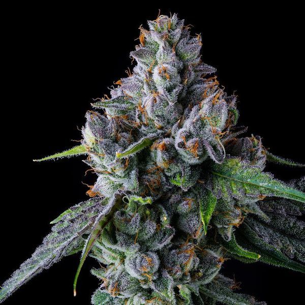 Permafunk (Compound Genetics) Feminiserede