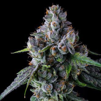 El Valle Haze (Compound Genetics) Feminiserede