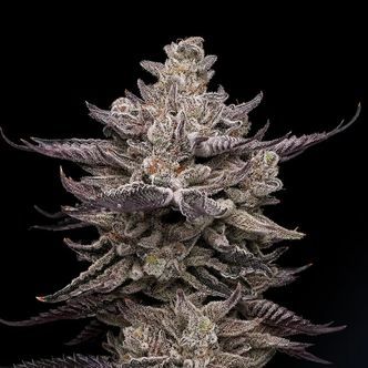 El Valle Haze (Compound Genetics) feminiserede