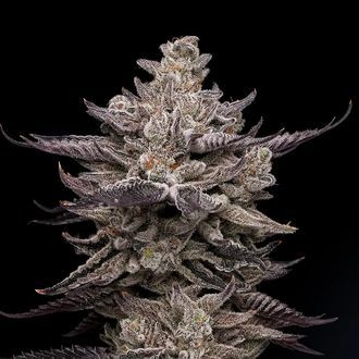 El Valle Haze (Compound Genetics) Feminiserede