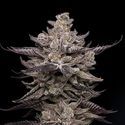 El Valle Haze (Compound Genetics) Feminiserede