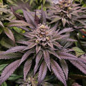 Orange Bud 2.0 (Dutch Passion) Feminiserede