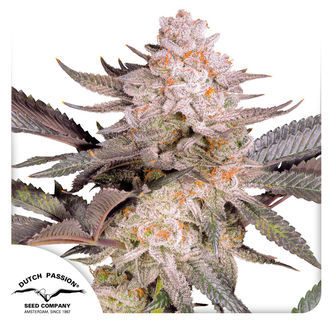 Orange Bud 2.0 (Dutch Passion) feminiserede cannabisfr&oslash;
