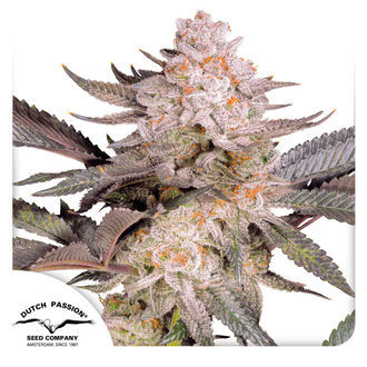 Orange Bud 2.0 (Dutch Passion) Feminiserede