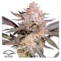 Orange Bud 2.0 (Dutch Passion) Feminiserede